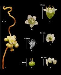 Image result for Cuscuta