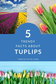 5 Trendy Facts About Tulips The Fact Site Tulips Meaning Environment Facts Tulips