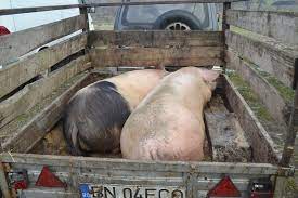 Cea mai avantajoasă ofertă începe de la 5 lei. De Ce S A Scumpit Si Porcul De Craciun Cu Cat Se Vinde Kilogramul In Targuri Foto