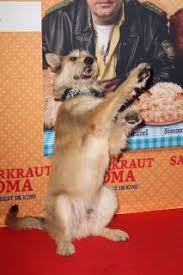 filmhund ludwig rasse berger de picard filmpremiere sauerkraut koma im mathaeser filmpalast in m
