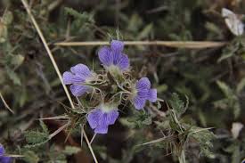 Image result for Blepharis acanthodioides