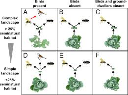 It is hard to find natural pest control options that work. Natural Enemy Interactions Constrain Pest Control In Complex Agricultural Landscapes Pnas