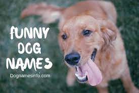 Boy dog names that contain hard consonants such as d, k, or t are much easier to heed. Funny Dog Names 2021 200 Hilarious Puppy Names You Never Seen