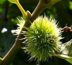 Of the species, 63.3% defended their reproductive organs (the most‐defended organ) and 67.0. Spiky Tree Fruit Jpg Hi Res 720p Hd