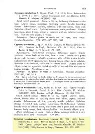 Image result for Cyperus tenuiculmis