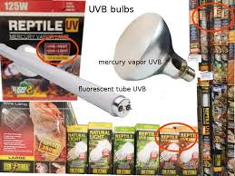 A preferred lighting option for many bearded dragon owners and breeders is the mercury vapor bulb. Simplifying Bearded Dragon Heating Lighting Setup