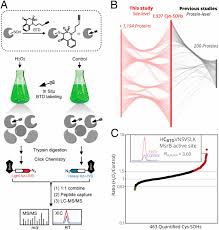 They regulate activity, localization and interaction with other cellular molecules such as proteins, nucleic acids, lipids and cofactors. Mining For Protein S Sulfenylation In Arabidopsis Uncovers Redox Sensitive Sites Pnas