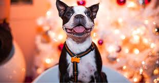 There is some debate whether or not dogs should be considered carnivores or citrus (oranges, tangerines, clementines, grapefruit, lemons, limes): What Can Dogs Eat On Christmas Purewow