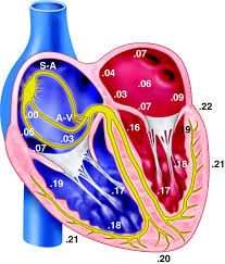 Cardiovascular and Lymphatic Systems – Human Biology