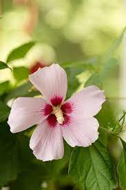 Rose Of Sharon Rose Of Sharon Rose Hibiscus