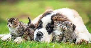 Our affordable pet vaccination clinics offer quality, preventive care to help ensure your pet's health & wellness. Veterinarian In Miami Beach Fl Pets And Vets Animal Clinic