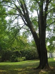 Our primary concern is to provide you with peace of mind regarding the trees on your property. Charlottesville Va Tree Service K Thomas Lawson Llc