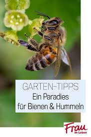 Ein Garten Paradies Fur Bienen Und Hummeln Frau Im Leben Bienen Hummeln