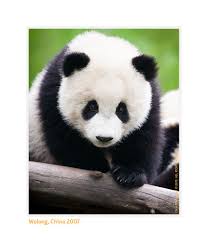 Giant Panda Meng Meng In 2007 Pandas Panda 4407 Chris Prestegard Wildlife Photography C 2018 Panda Bear Panda Giant Panda