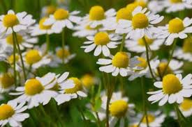 Check spelling or type a new query. 12 Perennial Herbs For Your Herb Garden Urban Garden Gal
