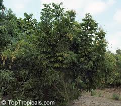 Image result for Clausena lansium