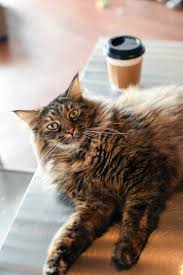 1400 e 38th 1/2 st, austin, tx 78722. Faq Pounce Cat Cafe