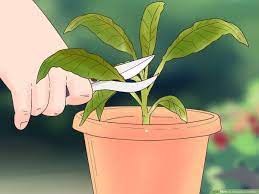 Allow a longer growing time for larger, mature leaves. How To Grow Kale Indoors 11 Steps With Pictures Wikihow