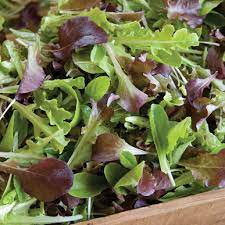 Will plant about 30' of row. Encore Lettuce Mix Organic Vegetable Seed Johnny S Selected Seeds