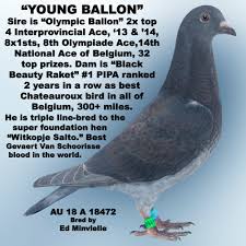 Ipigeon Com Racing Pigeon Auction