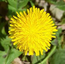 Image result for Taraxacum sp.