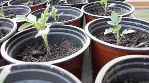 Wann sollte man tomaten pikieren? Tomatenanzucht Tomaten 10 Tage Nach Dem Pikieren Youtube