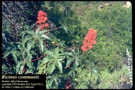 Image result for Ricinus communis