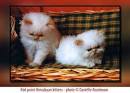 DomesticSale: free himalayan kittens