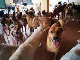 How to abbreviate malaysian dogs deserve better? These Are Some Of The Able Malaysian Dogs Deserve Better Facebook