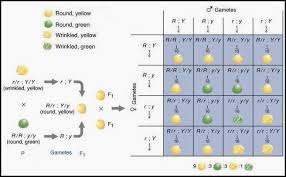 Here there is a form to fill. Difference Between Monohybrid And Dihybrid