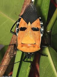 Look At This Ernie Sesame Street Character Bert S Face Found On Stink Bug Stink Bugs Weird Animals Giant Rabbit