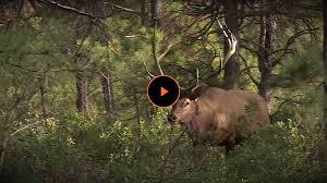 In this video, he breaks down the fundamental components of an elk bugle and demonstrates how to make the sounds that make up each of these components. Shop All Elk Calls And More Shop Today For All Your Hunting Gear