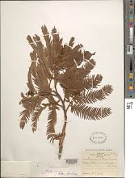 Image result for Brachystegia microphylla