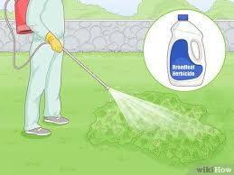 How to remove white clover from a lawn? How To Eliminate Clover From Your Lawn 9 Steps With Pictures