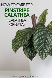 How To Care For Calathea Ornata Pinstripe Plant Smart Garden Guide Calathea Plant Garden Guide Calathea