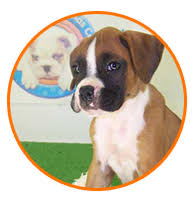 Razas de perros con la a. Sitio Oficial De Cachorros Cachorros Y Mas Cachorros Cachorros Cachorros Y Mas Cachorros