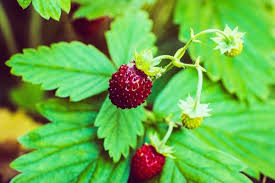 Image result for Rosaceae