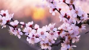 Jun 16, 2021 · liputan6.com, jakarta rekomendasi tempat wisata di puncak bogor yang bagus dan kekinian tidak selalu mahal. Tak Perlu Ke Jepang Di Bukit Sakura Lawu Ada Bunga Sakura Trip Jalan Jalan