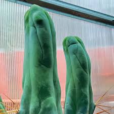 Image result for Bulbostylis megastachys