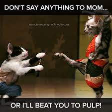 The Karate Kid Funny Cat Photos Funny Cat Pictures Funny Cats