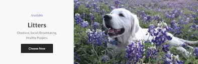 Stud, brady, is a best in show. Hillsong Goldens Champion English Cream Golden Retrievers