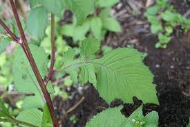 Image result for Crassocephalum radiatum