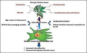 Chemical Composition Of Moringa Oleifera Ethyl Acetate Fraction And Its Biological Activity In Diabetic Human Dermal Fibroblasts Gothai S Muniandy K Zarin Ma Sean Tw Kumar S S Munusamy Ma Fakurazi S