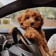 Pin By Zey On Pets In 2020 Cavapoo Puppies Cute Dogs And Puppies Cute Little Puppies