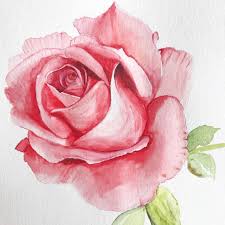 List Of Pinterest Watercolor Rose Pictures Pinterest Watercolor Rose Ideas Watercolor Rose Watercolor Flowers Paintings Flower Drawing