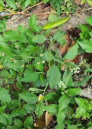 Image result for Dichrocephala