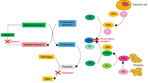 Warfarin and metabolism of vitamin k 1.}, author={r. Mechanism Of Action Of Warfarin Dabigatran Rivaroxaban And Apixaban Download Scientific Diagram