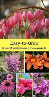 The plant is very easy to grow providing you don't let the plant dry out for too long, hachadourian said. Low Maintenance Perennials Are Perfect For Adorning Your Garden They Require Little Upkeep And Grow Fo Beautiful Flowers Garden Perennials Flowers Perennials