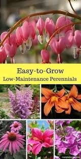 To create the perfect autumn garden, take the time to check in with your local nursery or plant supplier to determine the ideal time to plant the flowers that you like. Low Maintenance Perennials Are Perfect For Adorning Your Garden They Require Little Upkeep And Grow Fo Beautiful Flowers Garden Perennials Flowers Perennials