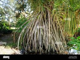 Image result for Pandanus sp. A